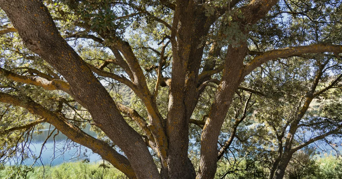 Downtown Oak Grove, LA, LA