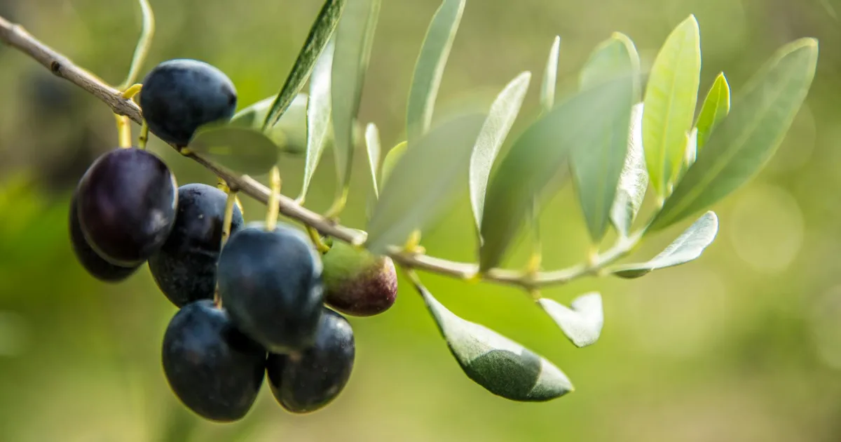 Downtown Olive Branch, MS, MS