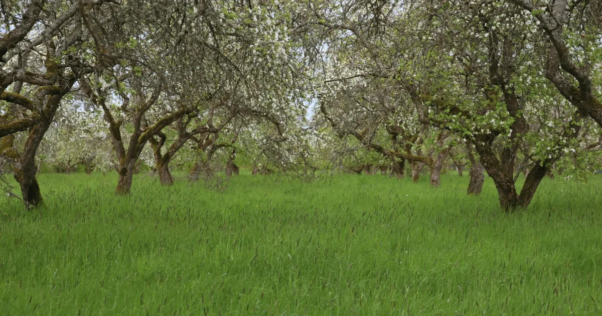 Downtown Orchards, WA, WA