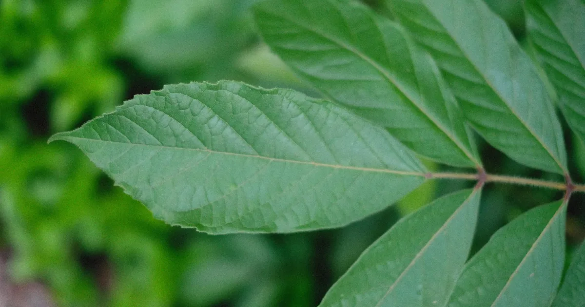 Downtown Osage, IA, IA