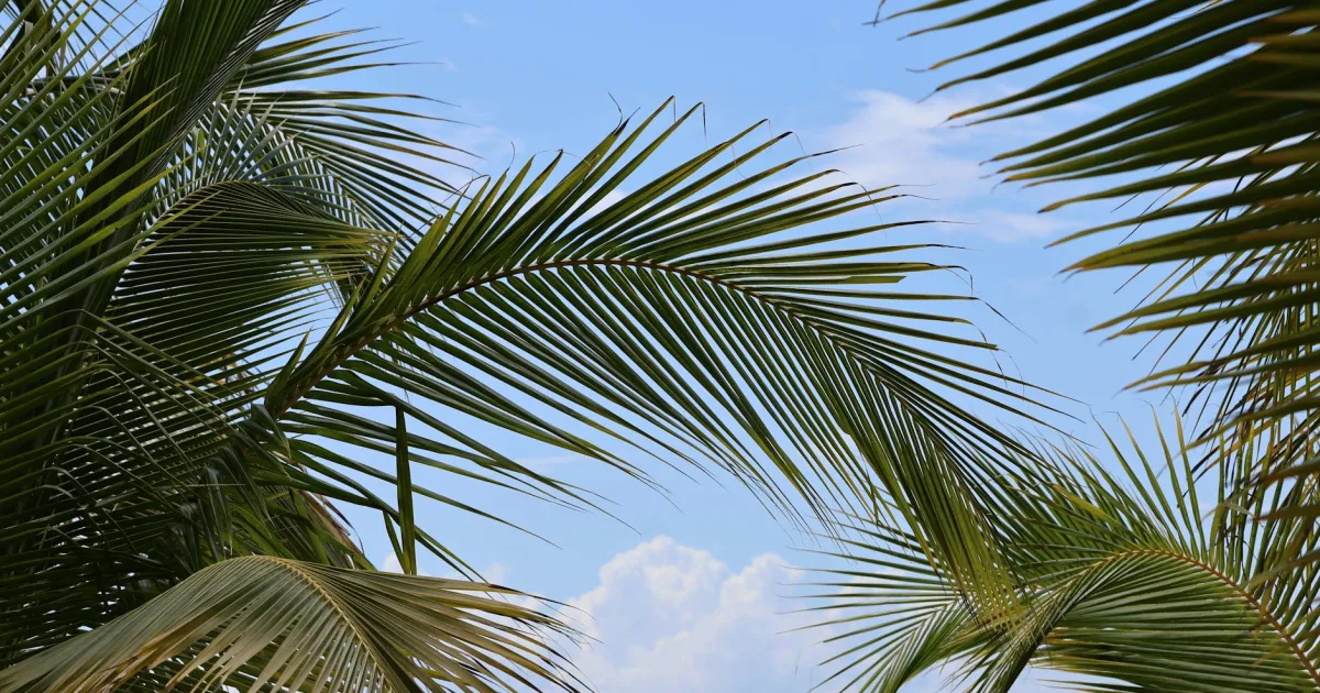 Downtown Palm Bay, FL, FL