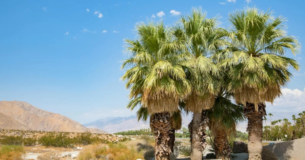 Downtown Palm Desert, CA, CA