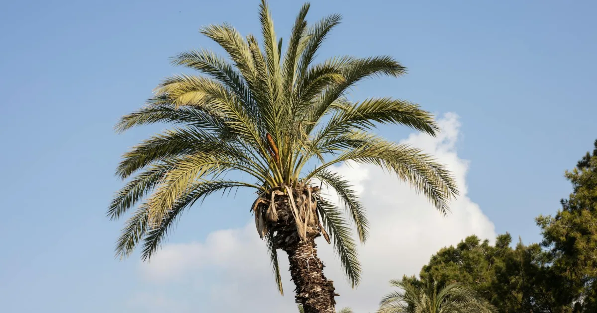 Downtown Palmer, AK, AK