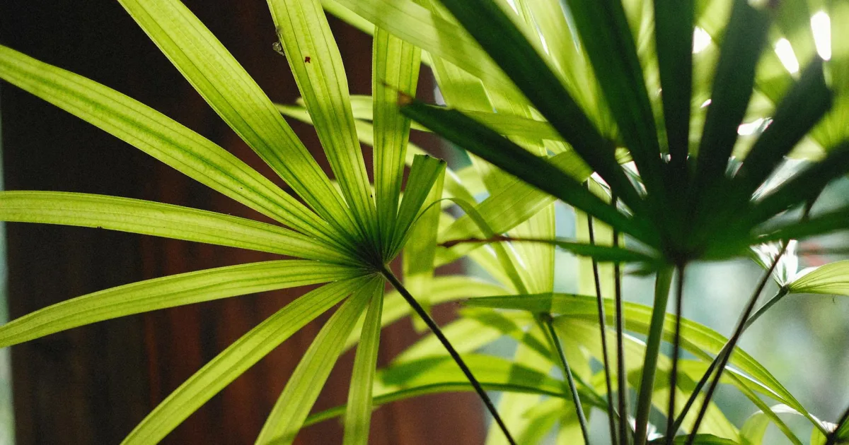 Downtown Palmer, MA, MA