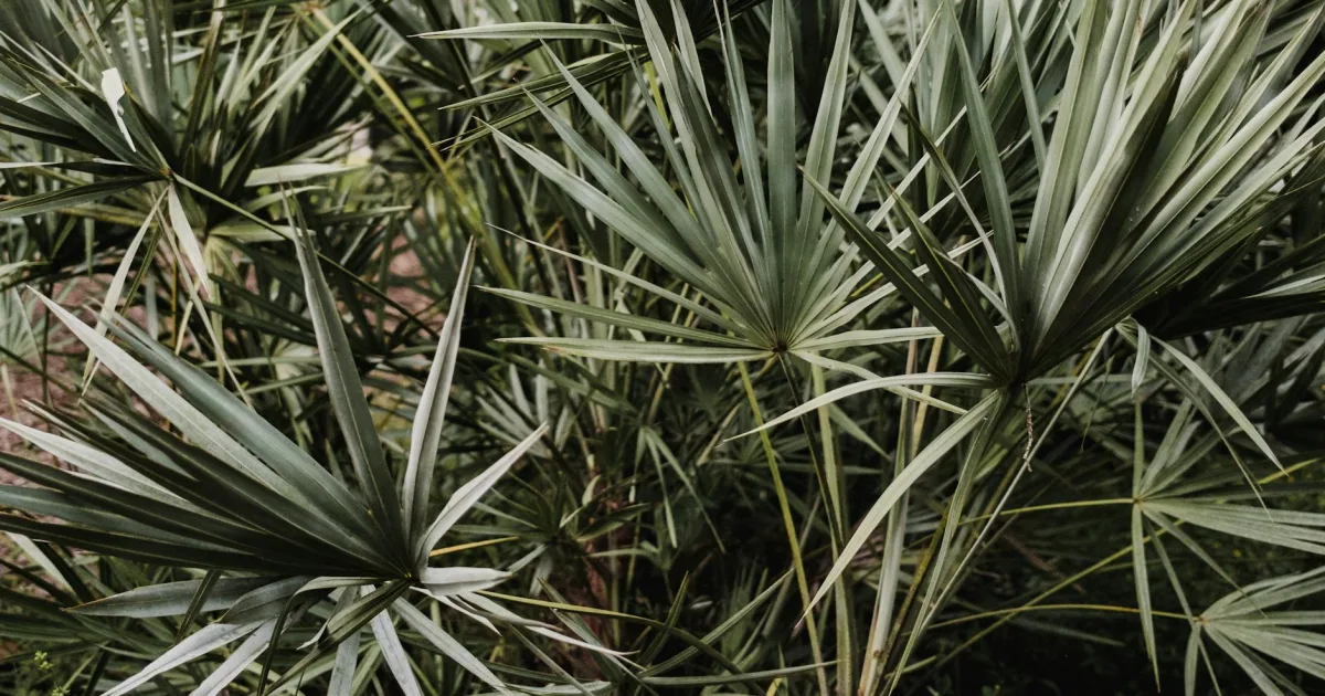 Downtown Palmetto, FL, FL