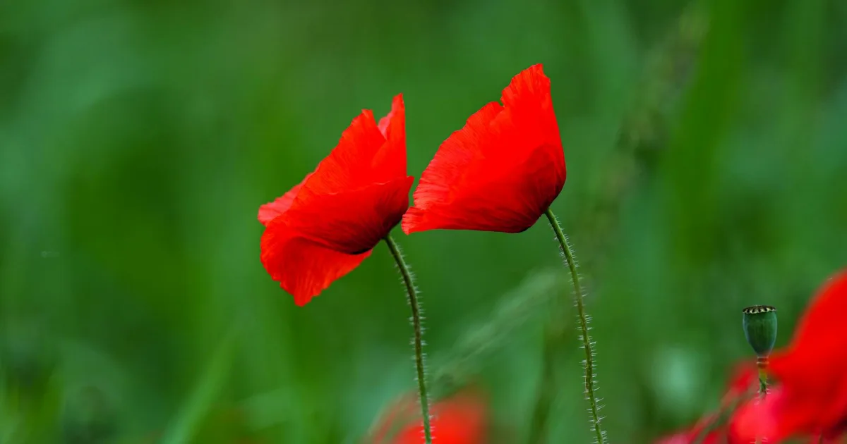 Downtown Pamplico, SC, SC