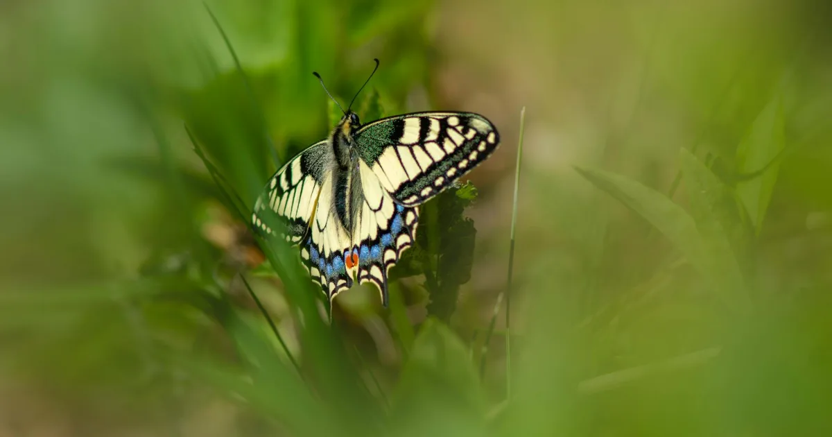 Downtown Papillion, NE, NE
