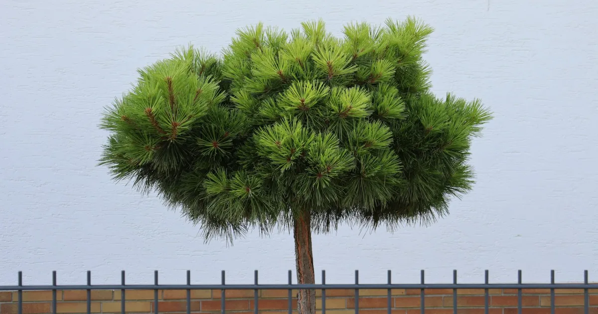 Downtown Pine Bush, NY, NY