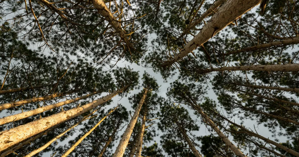 Downtown Pine City, MN, MN