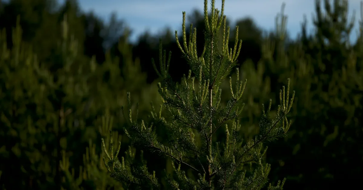 Downtown Pine Level, NC, NC