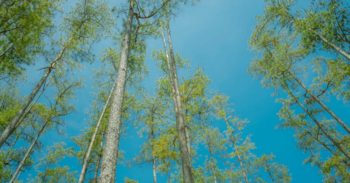 Downtown Pineville, LA, LA