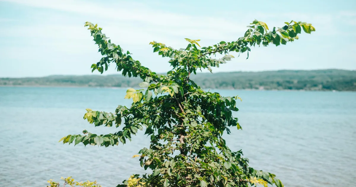 Downtown Portage, IN, IN