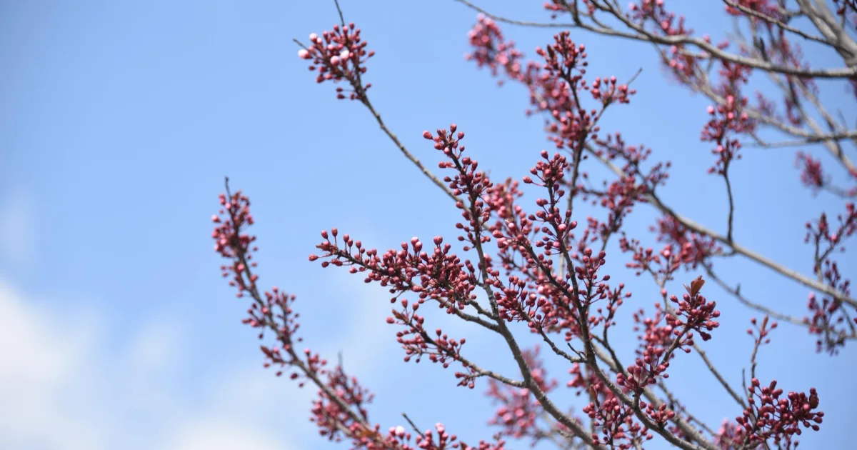 Downtown Red Bud, IL, IL