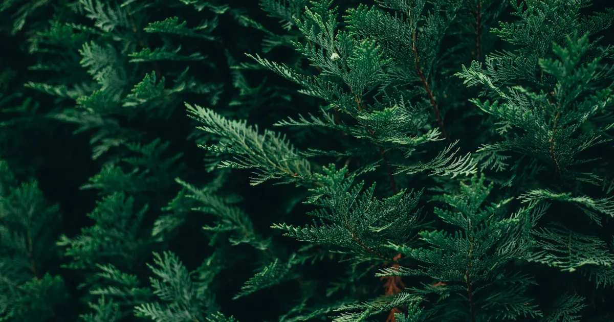 Downtown Red Cedar, WI, WI