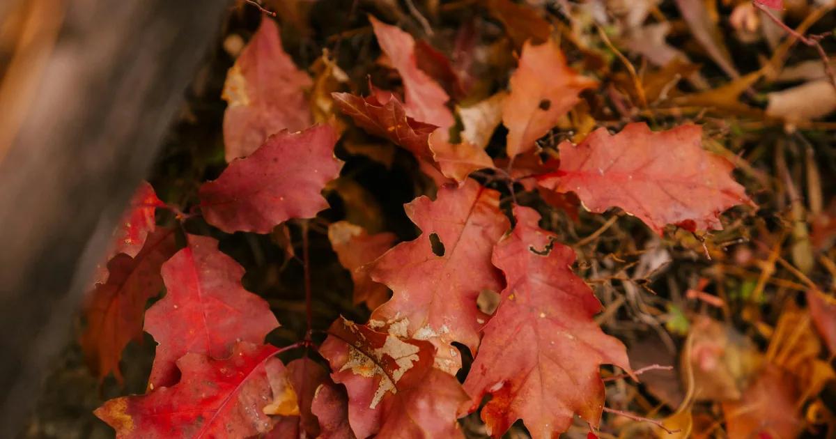 Downtown Red Oak, NC, NC