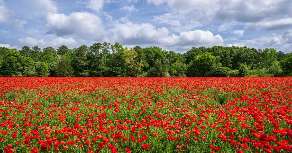 Downtown Red Springs, NC, NC