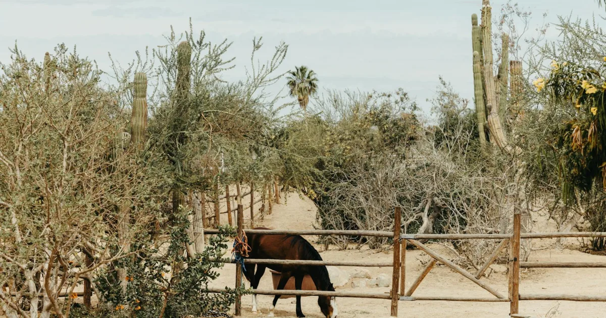 Downtown Rio Rancho, NM, NM