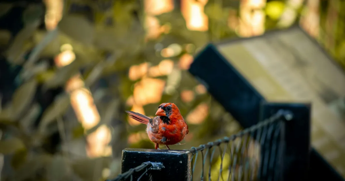 Downtown Rockville, IN, IN