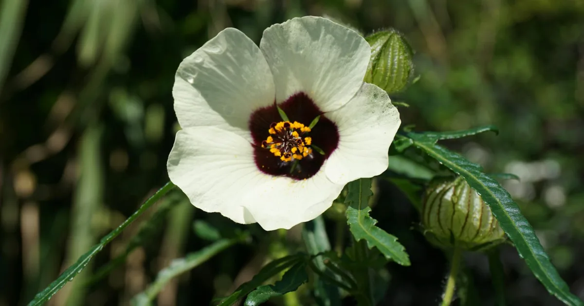 Downtown Roselle, NJ, NJ