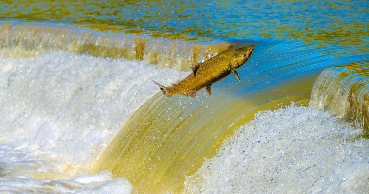 Downtown Salmon, ID, ID