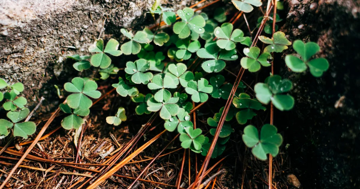 Downtown Shamrock, TX, TX
