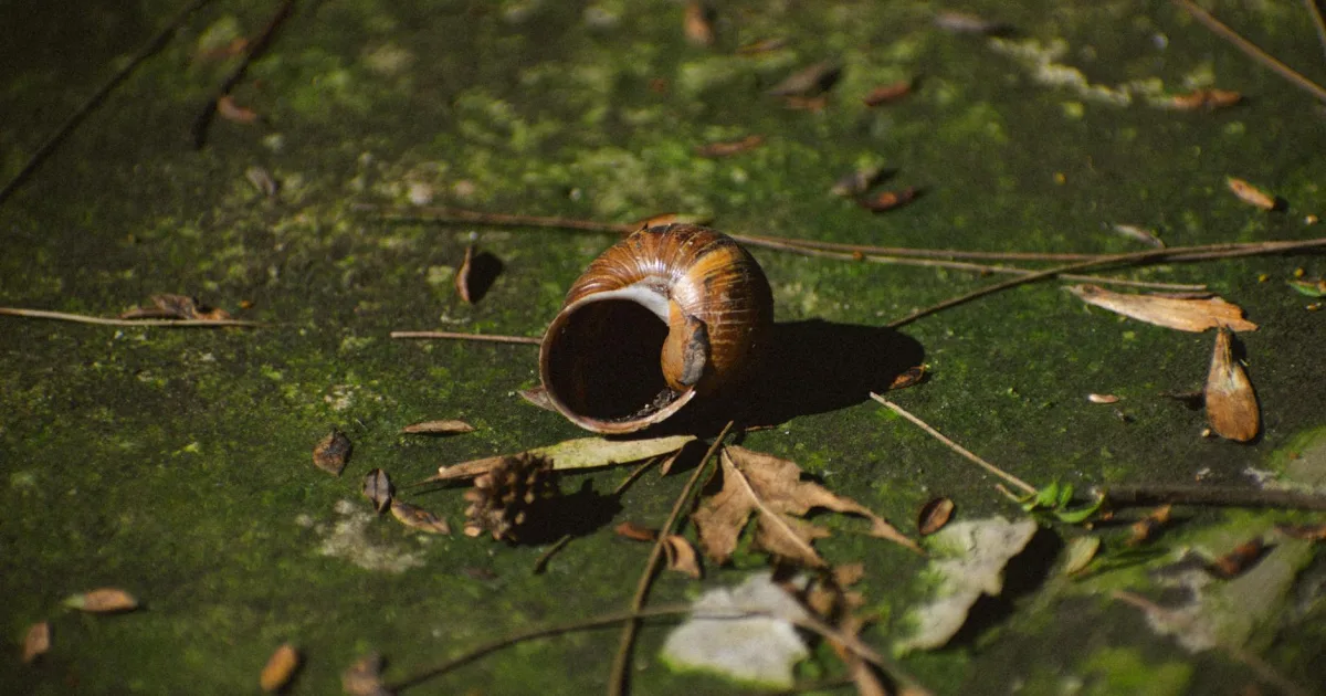 Downtown Sheldon, IA, IA