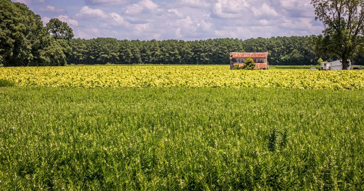 Downtown Smithfield, NC, NC