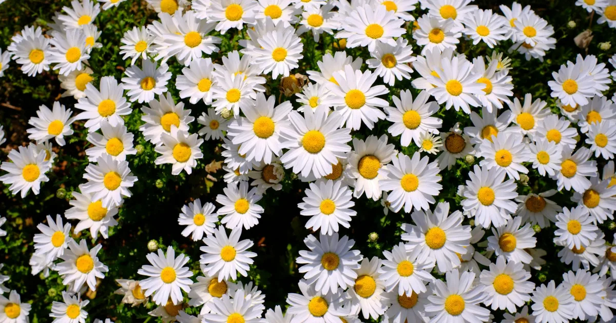 Downtown Soddy-Daisy, TN, TN