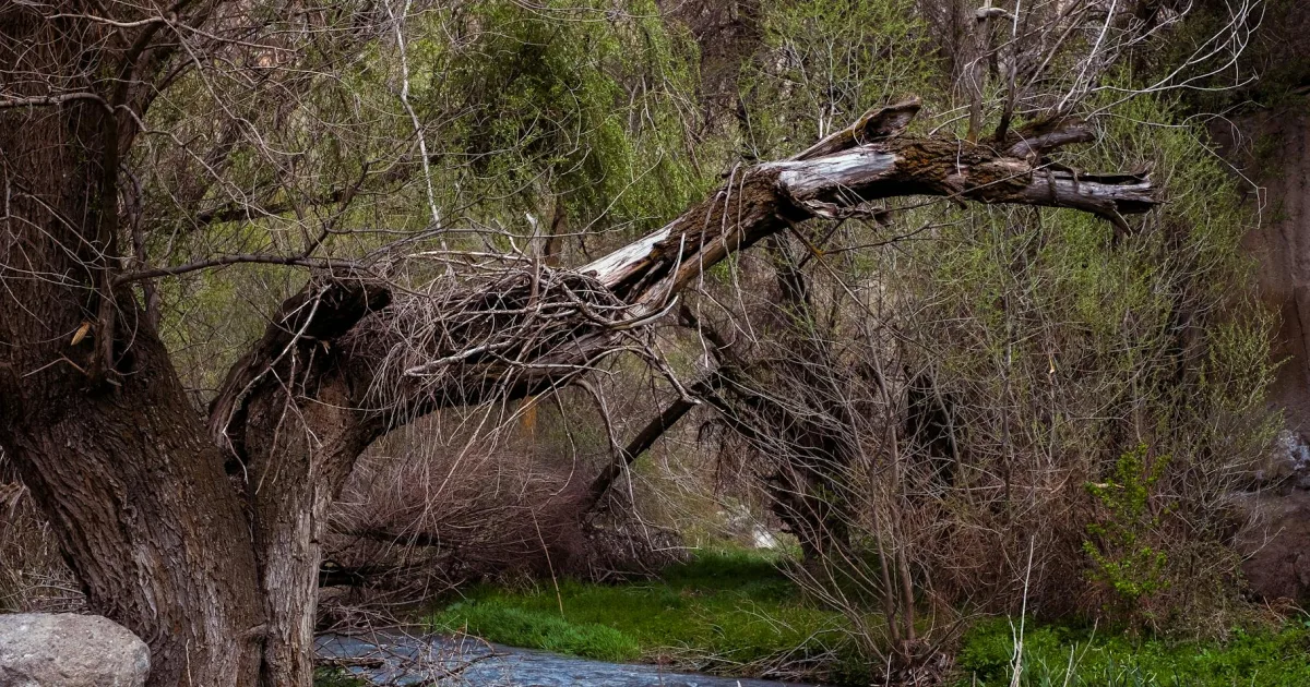 Downtown Spring Creek, NV, NV