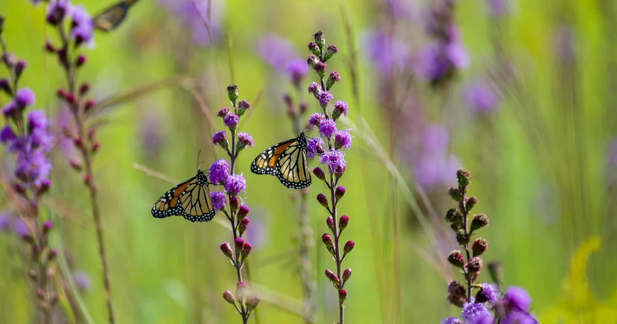 Downtown Spring Prairie, WI, WI