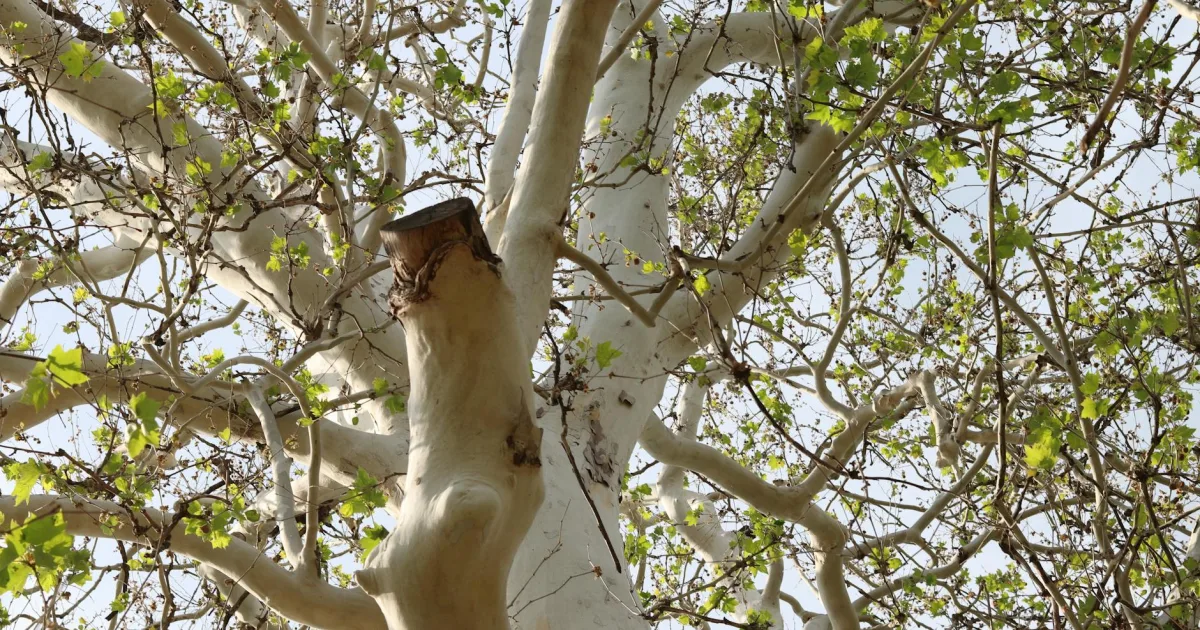 Downtown Sycamore, IL, IL