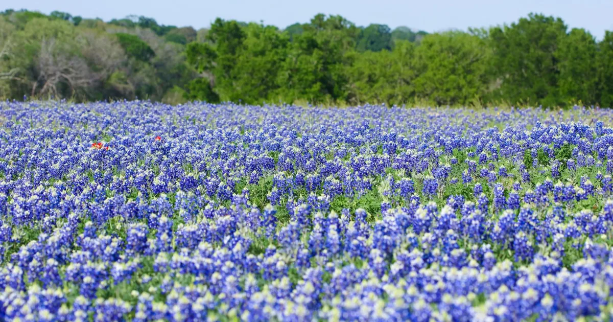 Downtown Texas, AL, AL