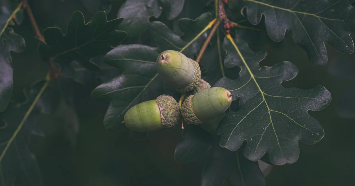 Downtown Three Oaks, MI, MI