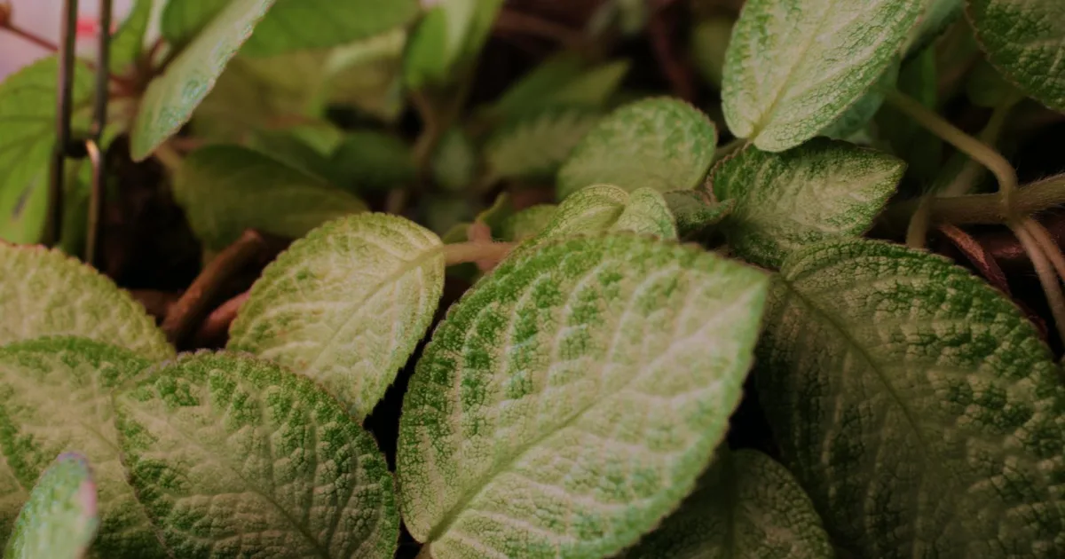 Downtown Tinicum, PA, PA