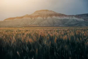 Downtown Wheat Ridge, CO, CO