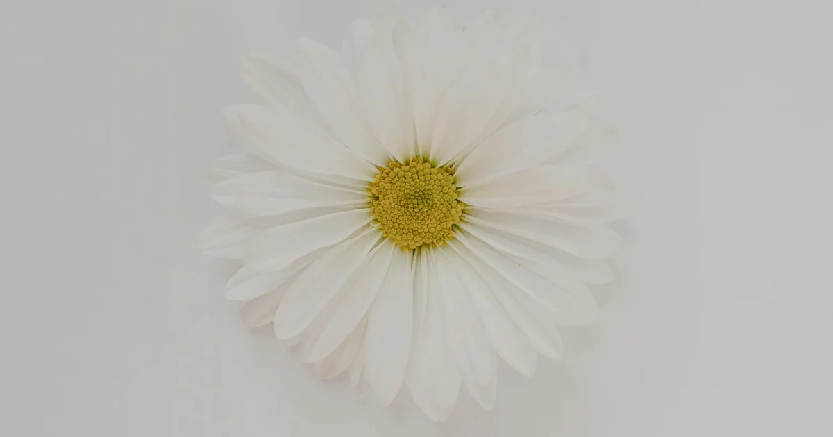 Downtown White Center, WA, WA