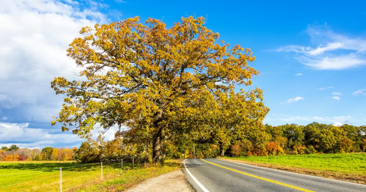 Downtown White Oak, MD, MD