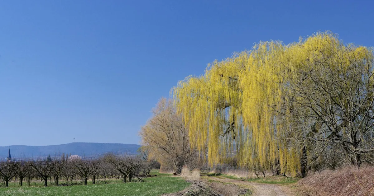 Downtown Willows, CA, CA