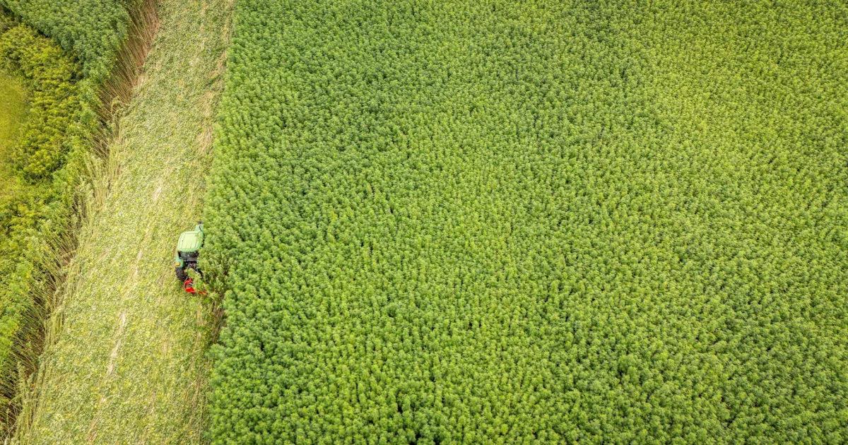 Downtown Winfield, AL, AL