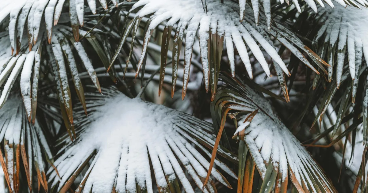 Downtown Winter Garden, FL, FL