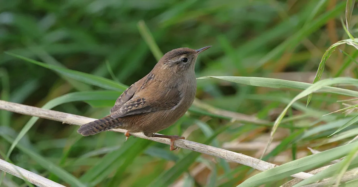 Downtown Wrentham, MA, MA